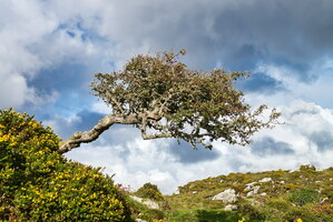 Connemara