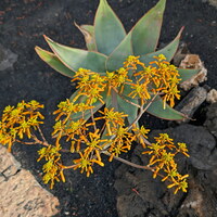 Jardin de cactus