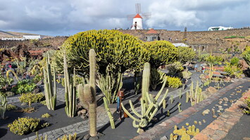 Jardin de cactus