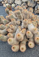Jardin de cactus