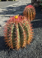 Jardin de cactus