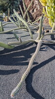 Jardin de cactus