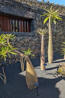 Jardin de cactus