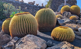 Jardin de cactus