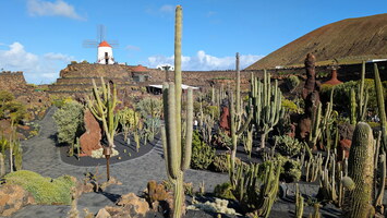 Jardin de cactus