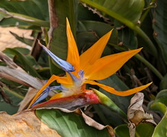 Téguise