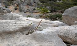 Canyon du Gorropu 