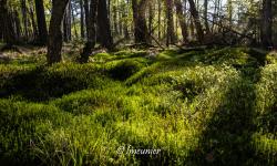 Parc National De Slowinski 