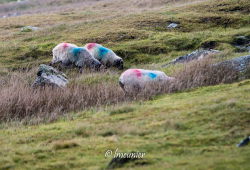 Achill Island 