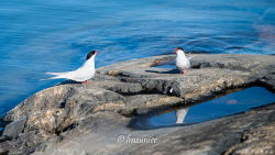 Iles de Brando 