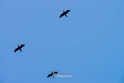 Cormoran 