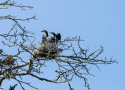 Cormoran 