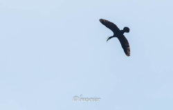 Cormoran 