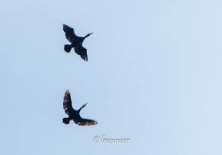Cormoran 