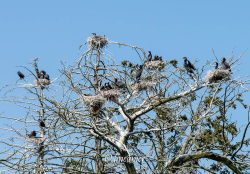 Les Girouettes et cormorans de Courlande