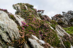 Les falaises de Slieve League 