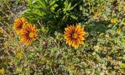 fleur de Sardaigne 