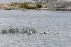 Ile de Kumlinge 