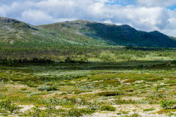 Jotunheimvegen 