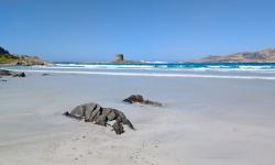 Plage de la Pelosa 
