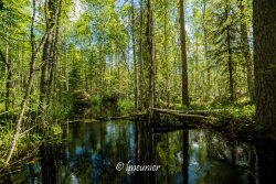 Parc de Seitseminen 