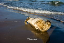 Grenen 