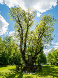 Parc de Zemaitija  