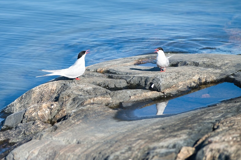 Oiseaux sur l'&Icirc;le de Brando