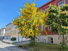 Trondheim