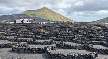 Vignoble de Lanzarote
