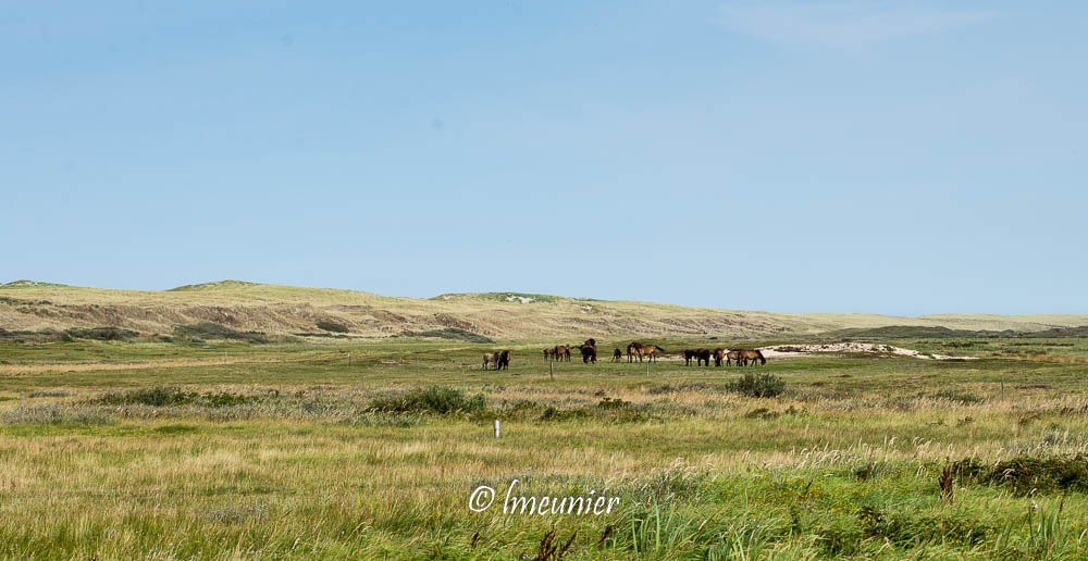 Île de Texel