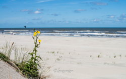 Ameland 