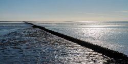 Ameland 