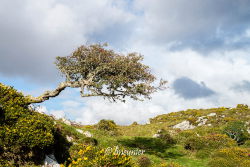 Paysage du Connemara 