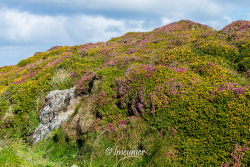 Paysage du Connemara 