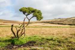 Le parc du Dartmoor et Salisbury