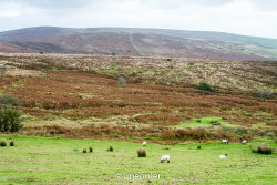 Parc du Dartmoor 