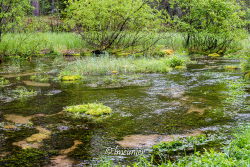 Ile de Saaremaa 