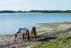 Ile de Hiiumaa 