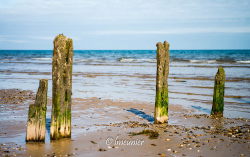 Plage du Norfolk 