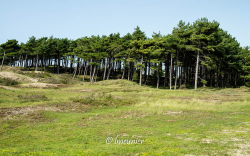 Parc national du Zuid-Kennemerland 