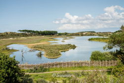 Parc national du Zuid-Kennemerland 