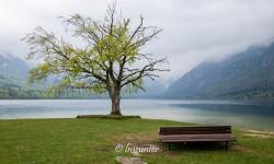 Lac de Bohinj 