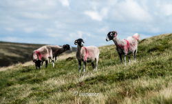 Yorkshire Dales 